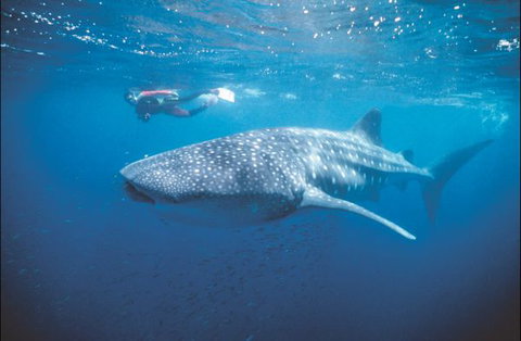 Mantarays Ningaloo Beach Resort - Accommodation NSW 7