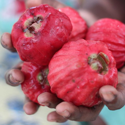 Rakhi Retreat - Accommodation NSW 5