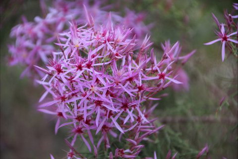 Rakhi Retreat - Accommodation NSW 6