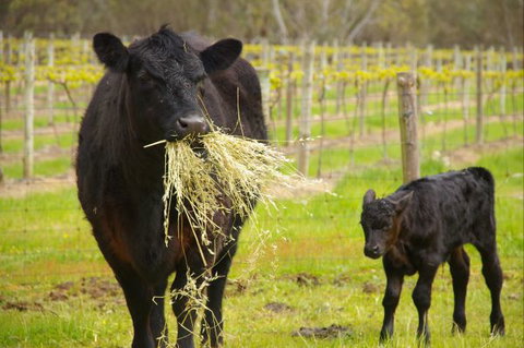 Naimanya Cottage - Accommodation NSW 5