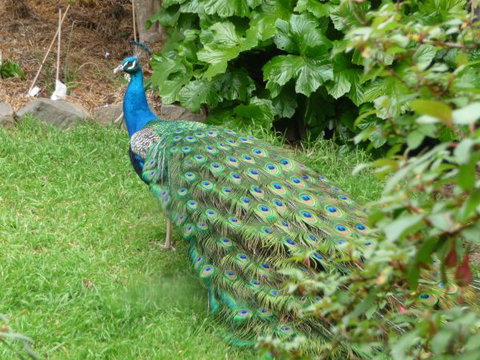 Eurambeen Historic Homestead And Gardens - Accommodation NSW 4