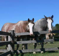Clydesdale Motel and Steakhouse - Accommodation NSW