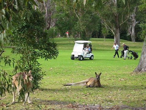 Nelson Bay Golf Club - Accommodation NSW 6
