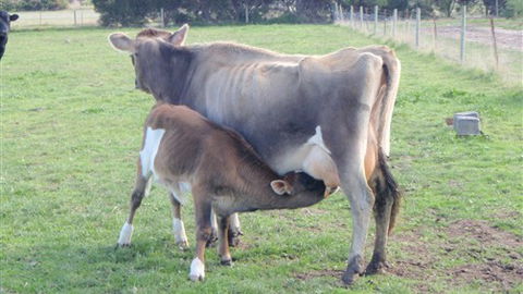 Animal Land - Accommodation NSW 0
