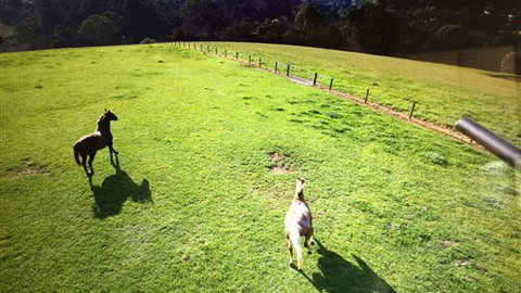 Farm Accommodation - Accommodation NSW 4