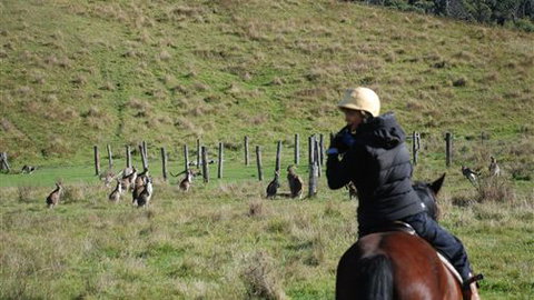 The Willows - Accommodation NSW 7