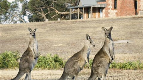 Grampians Pioneer Cottages - Accommodation NSW 0