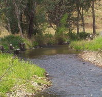 Murphy's Cabin - Accommodation NSW