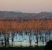 Salisbury - Accommodation NSW
