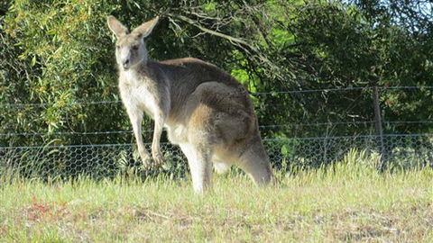 Adelberg - Accommodation NSW 7