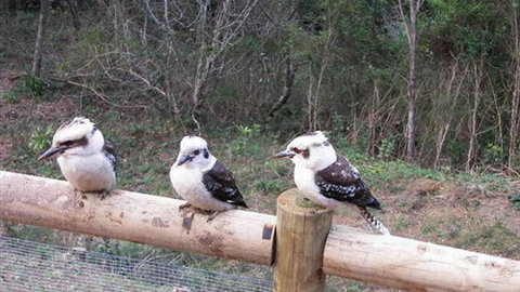 Wattletree Cottage - Accommodation NSW 3