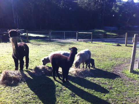 Lalee Farm - Accommodation NSW 2