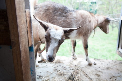 Lalee Farm - Accommodation NSW 3