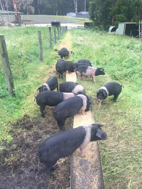 Lalee Farm - Accommodation NSW 4