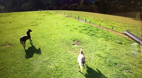 Farm Accommodation - Accommodation NSW 8