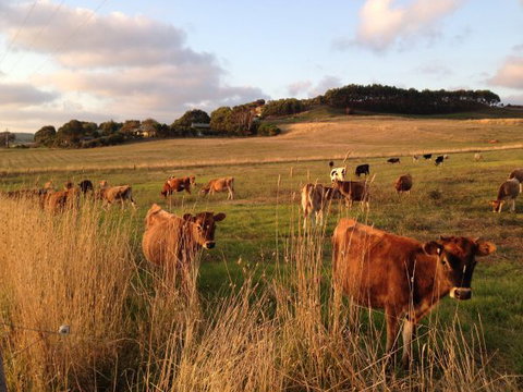 Daysy Hill Country Cottages - Accommodation NSW 7