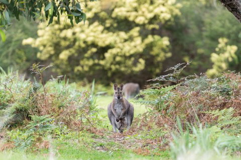 Alkina Lodge - Accommodation NSW 6