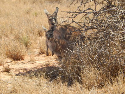 Gnaraloo Station - Accommodation NSW 3