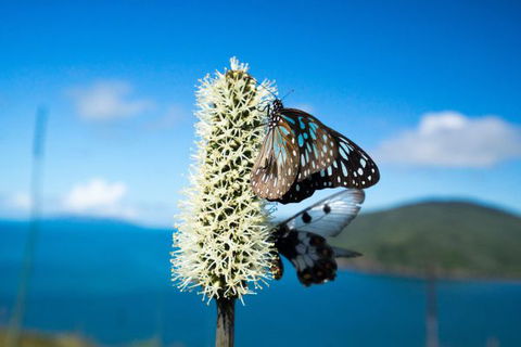 Keswick Island Camping And Glamping - Accommodation NSW 7