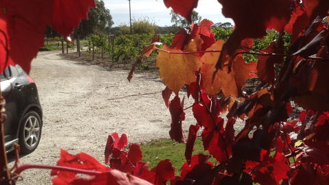 Under The Vines - Accommodation NSW 0
