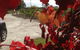 Under The Vines - thumb 1