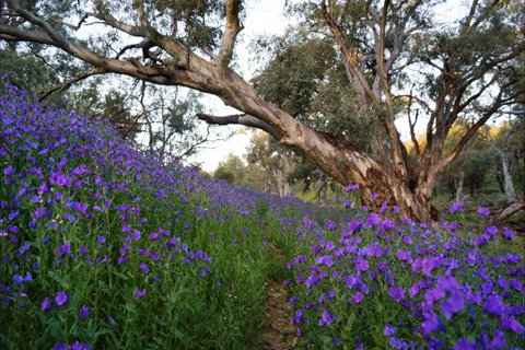 Upalinna Station - Accommodation NSW 4