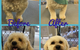 Maraboon Pet Resort - thumb 4