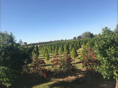 Rutherglen Christmas Trees Farm Stay - Accommodation NSW 0