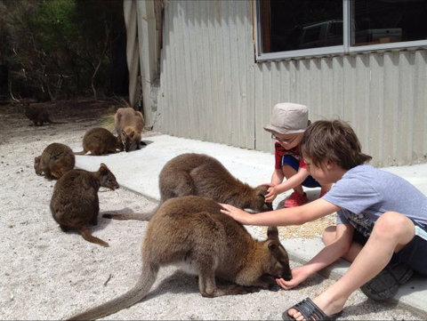 The Patriarch Wildlife Sanctuary Camping Ground - Accommodation NSW 0