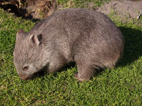 The Patriarch Wildlife Sanctuary Camping Ground - Accommodation NSW 2