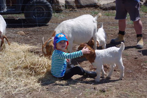 Yalooka Farm - Accommodation NSW 3