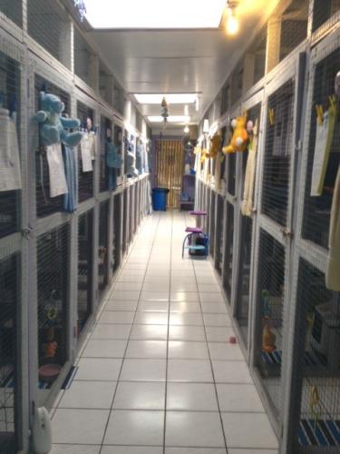 Hillcrest Pet Resort - Accommodation NSW 2