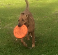 Newcastle K9 Central - Accommodation NSW