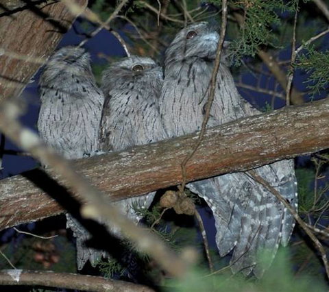 BIG4 Kelso Sands Holiday & Native Wildlife Park - Accommodation NSW 0