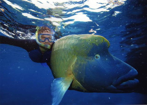 Cairns Holiday Lodge - Accommodation NSW 2