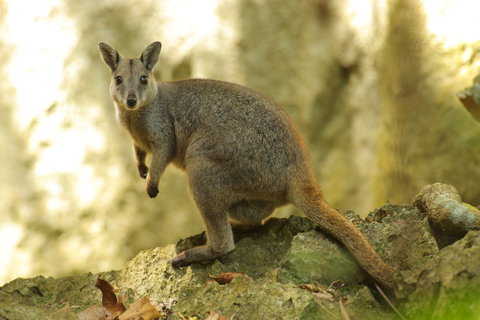 Capricorn Caves - Accommodation NSW 9