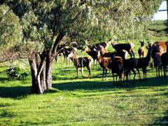 Caves Road Chalets - Accommodation NSW 6