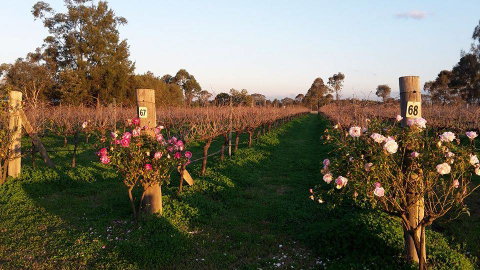 Emmas Cottage Vineyard - Accommodation NSW 1
