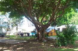 Donnybrook Caravan Park - Accommodation NSW 1