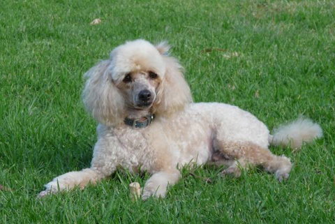 Garden City Motor Inn - Accommodation NSW 0