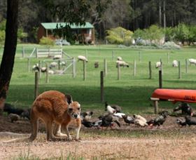 Diamond Forest Cottages And Farm Stay - Accommodation NSW 0