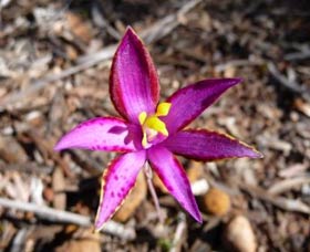 Mt Trio Bush Camp And Caravan Park - Accommodation NSW 2