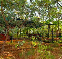 Arnhemland Barramundi Nature Lodge - Accommodation NSW