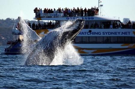 Whale Watching Sydney - Accommodation NSW 1