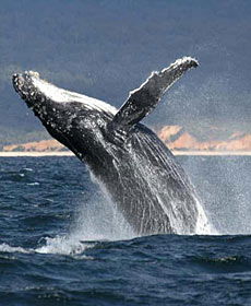 Whale Watching Sydney - Accommodation NSW 2