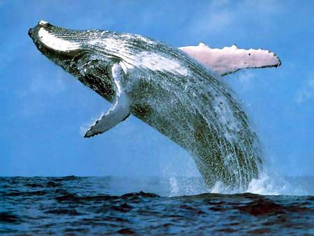 Whale Watching Sydney - Accommodation NSW 3