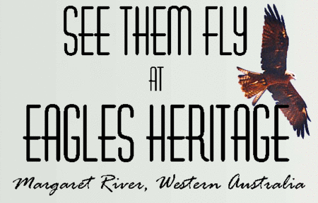 Eagles Heritage Raptor Wildlife Centre - Accommodation NSW