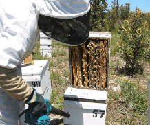 The House of Honey - Accommodation NSW