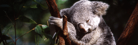 Koala and River Cruise by Mirimar Cruises - Accommodation NSW