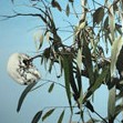 Dianne Tanzer Gallery & Projects - Accommodation NSW 1